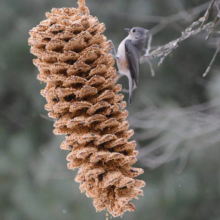 Tufted titmouse on Giant Pine Cone for The Birds, coated in premium seeds; a rustic treat and gift, enhancing your yard's avian visitors.