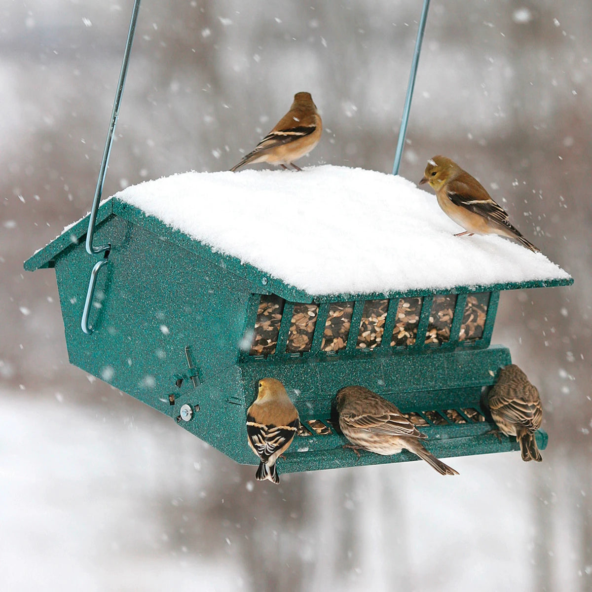 Squirrel Resistant Birder's Choice: Green bird feeder with snow, five finches feeding, metal rods, squirrel-proof design, and adjustable perch for selective bird attraction.