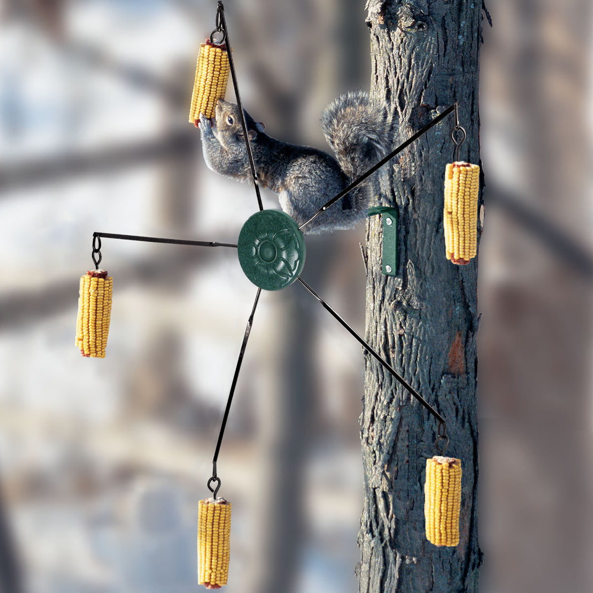 Squirrel-Go-Round: a squirrel spins on a tree-mounted feeder, nibbling corn from attached skewers. Ideal for interactive squirrel feeding.