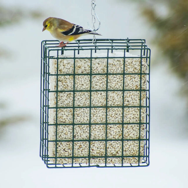Mr. Bird Large Seed & Suet Block Cage with chain, filled with seeds, supports an American goldfinch perched on top, showcasing its durable wire-cage design.