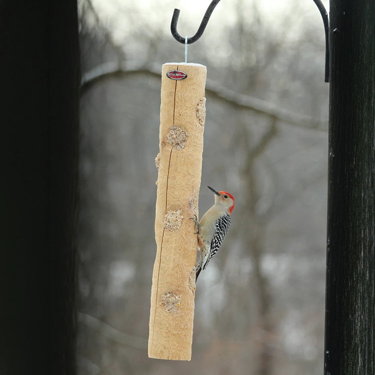 Red-bellied woodpecker feeding from a hanging cedar log suet feeder during winter.