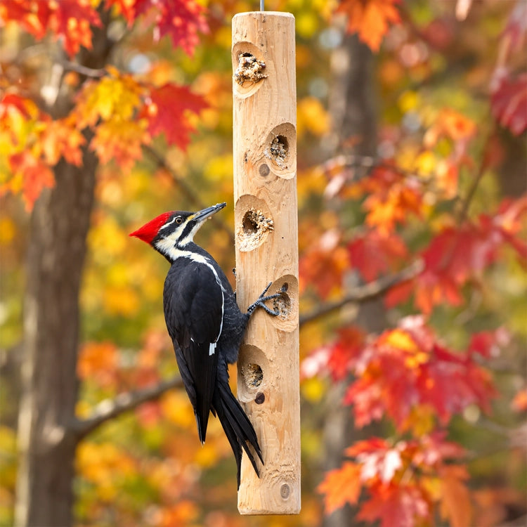 Pileated woodpecker feeding from a hanging cedar log suet feeder in a woodland fall setting.