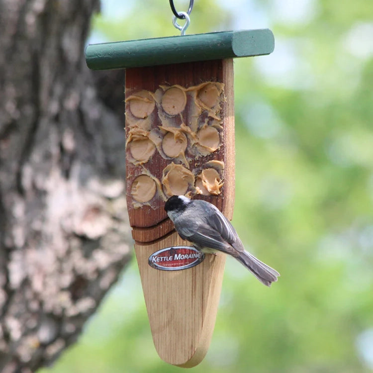 Black-capped chickadee feeding from a cedar bark butter feeder with protective roof.