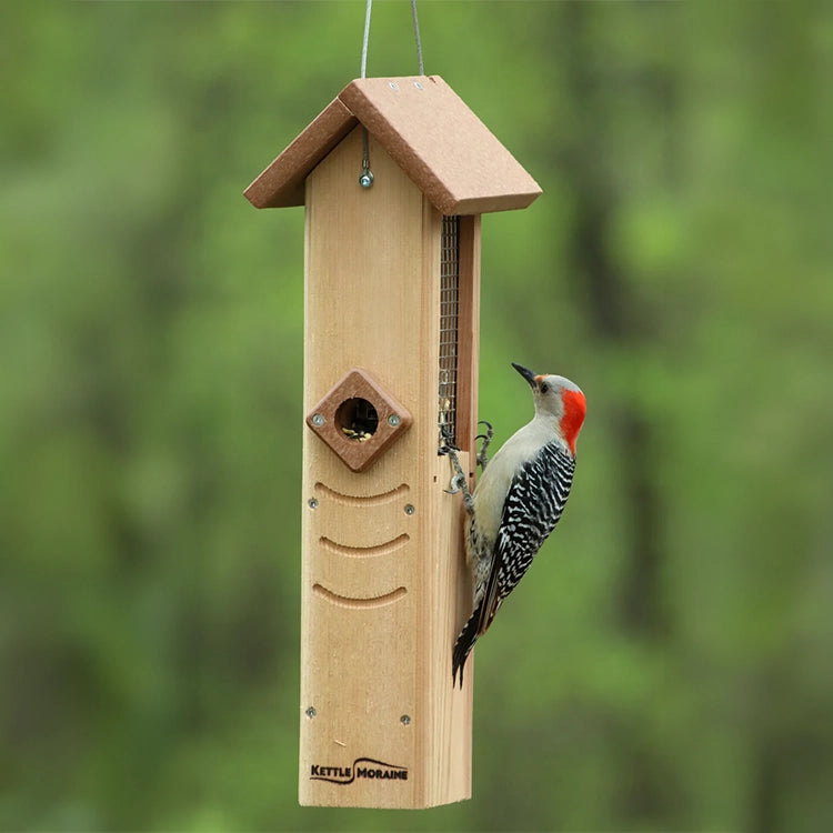Red-bellied woodpecker clinging to a hanging sunflower seed feeder with protective wire mesh.