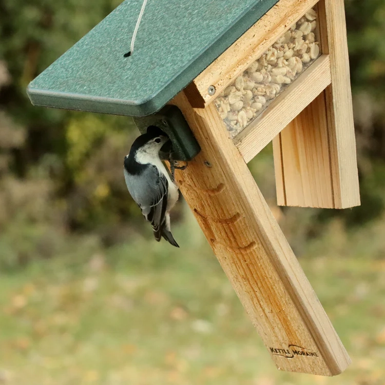 White-breasted nuthatch feeding from a hanging tail-prop peanut feeder filled with shelled peanuts.