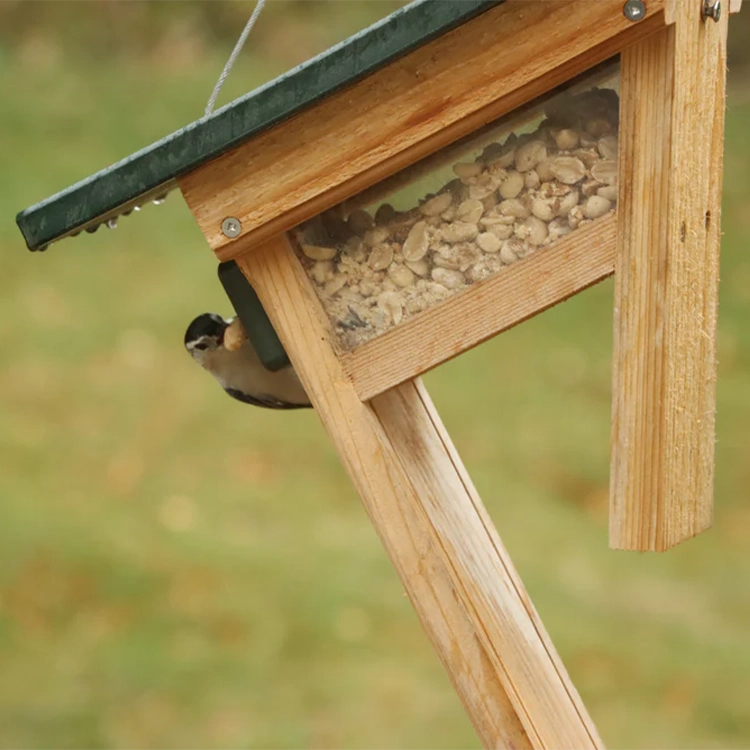 White-breasted nuthatch retrieving peanuts from a hanging tail-prop feeder.