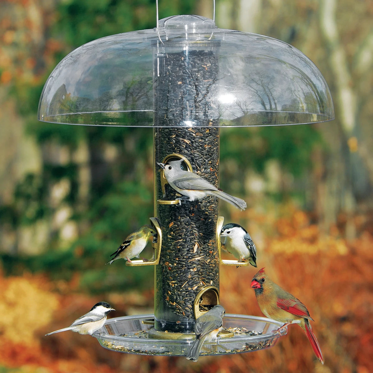 Aspects Antique Brass Big Tube Feeder Set with six feeding ports, hosts goldfinch, titmouse, chickadee, nuthatch, cardinal, under a protective clear dome.