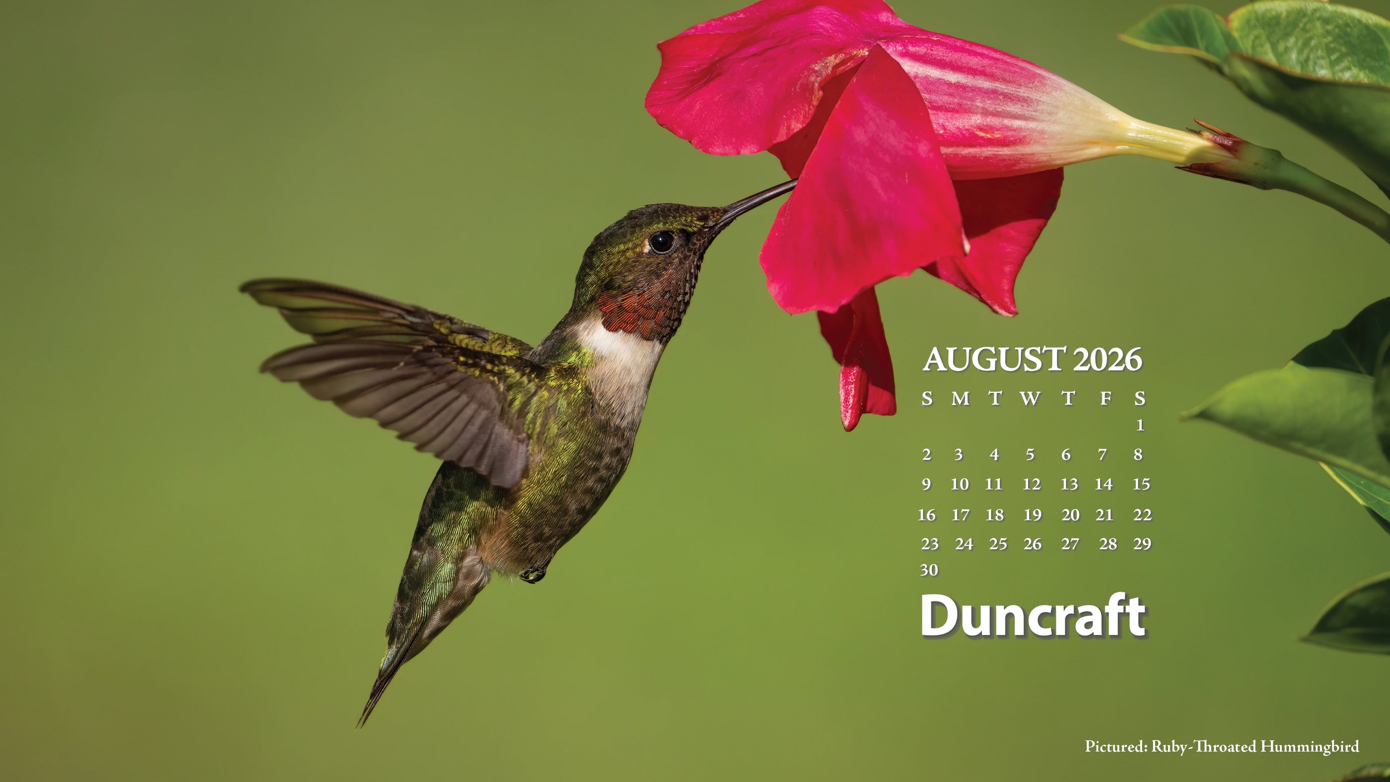 A red-throated Hummingbird drinking at a flower. Featuring an August 2026 Calendar.