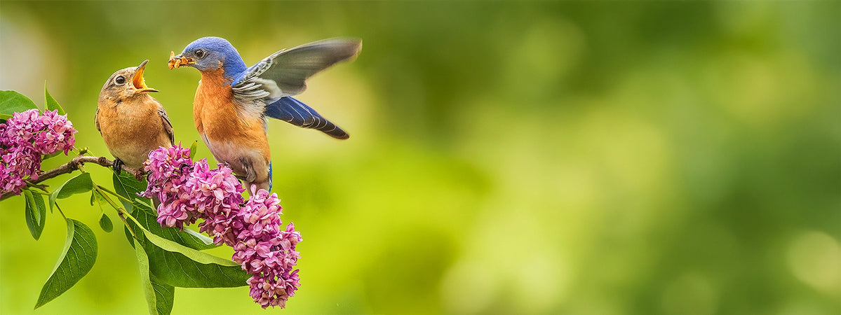 Adult bluebird feeding a chick perched on blooming lilac branches against a soft green background.