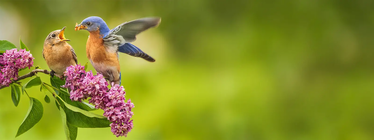 Adult bluebird feeding a chick perched on blooming lilac branches against a soft green background.