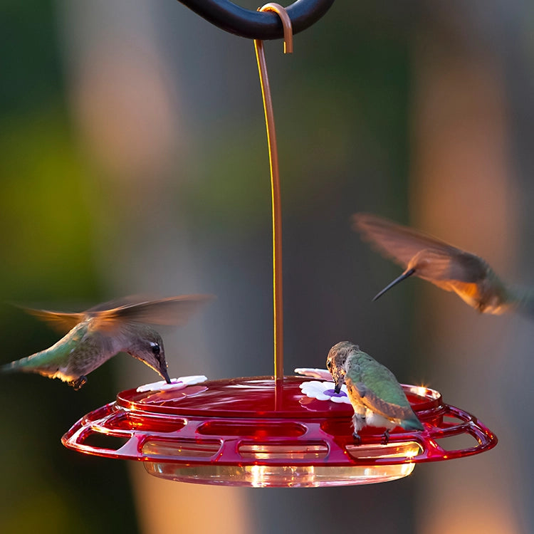 3-in-1 Hummingbird Feeder with red lid, three hummingbirds feeding; features three mounting options, visible nectar level, and no-leak design.