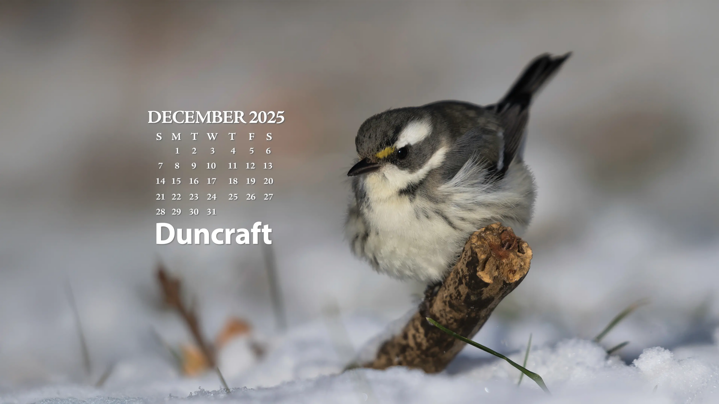 Bird on a branch with a December 2025 calendar in the background.