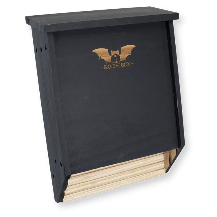 Two-Chamber Bat House, Black, with a narrow entry slot, Big Bat Box logo, and grooved interior for roosting, crafted from weather-resistant cedar.