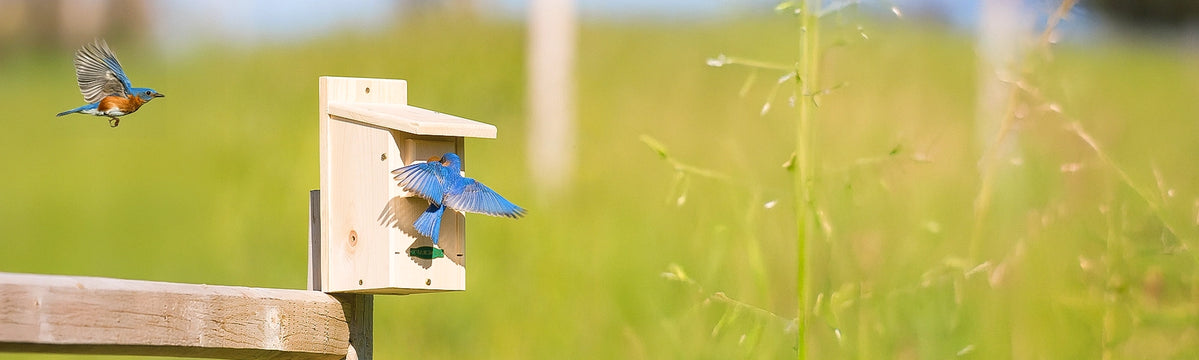 Bluebird landing on a wooden birdhouse against a green background