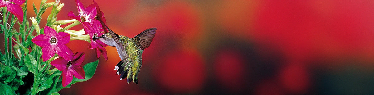Hummingbird feeding on pink flowers with a blurred red background