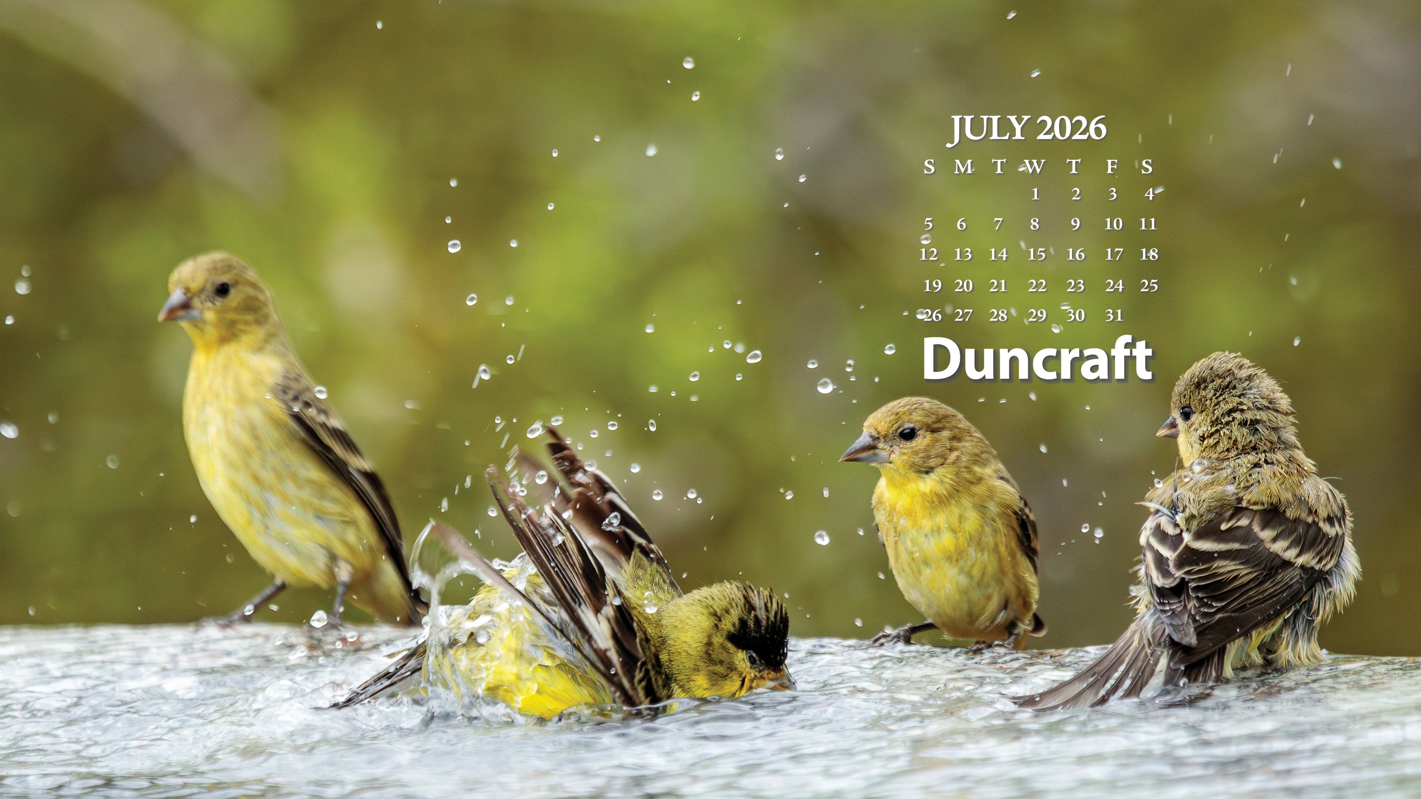 Finches bathing in a pool of water, with the July 2026 calendar