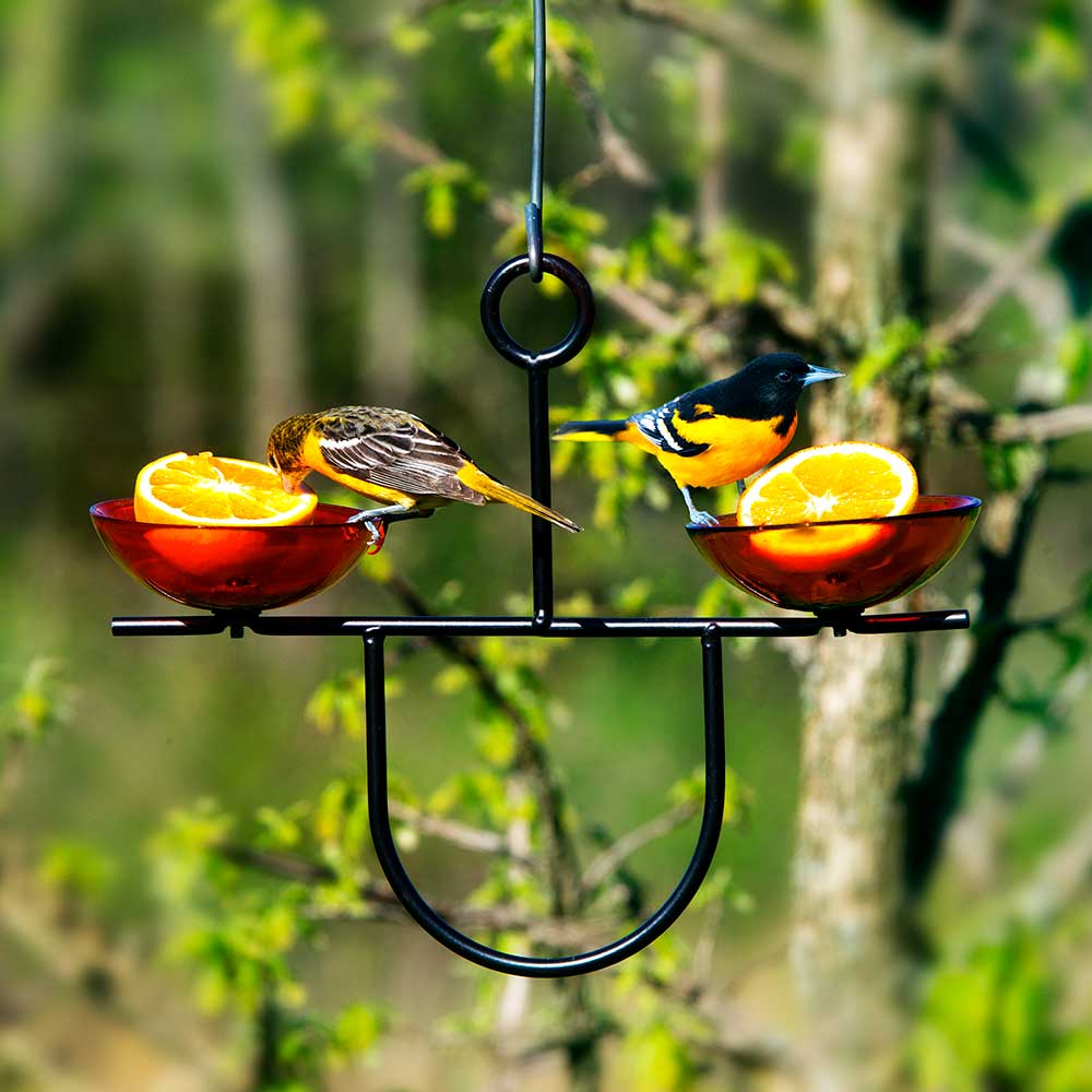 Mosaic Birds Side by Side Poppy Feeder with birds perched and feeding on treats, featuring dual translucent red glass dishes and a sturdy metal hanger.