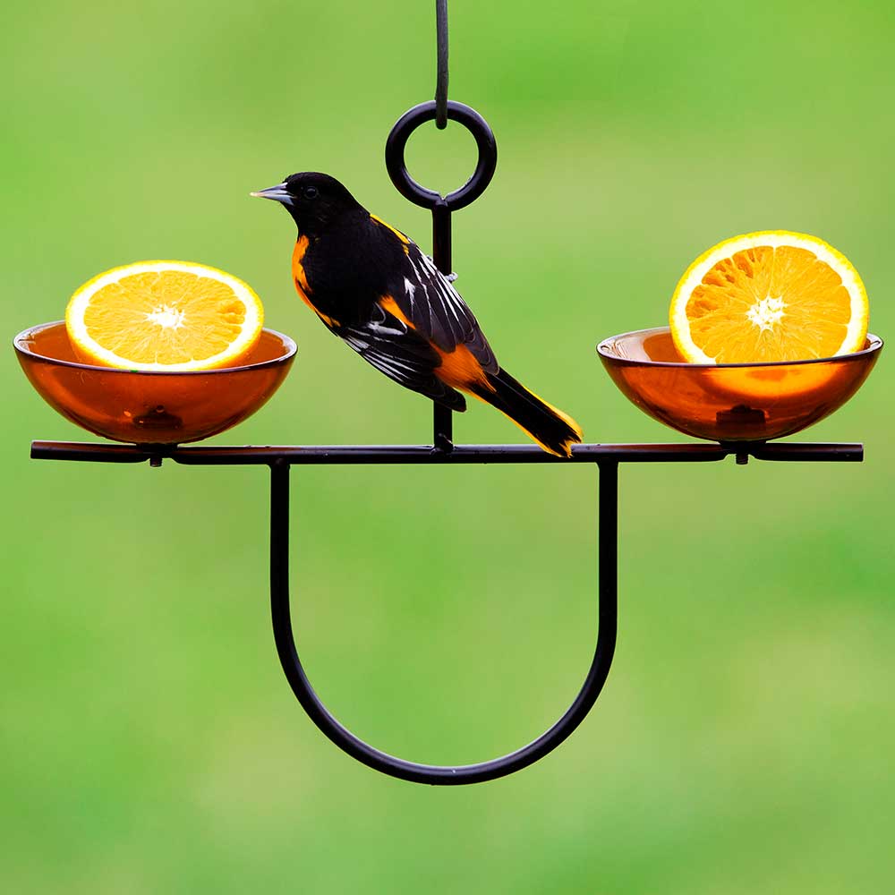Mosaic Birds Side by Side Poppy Feeder with orange slices, featuring dual translucent dishes for bird feeding, shown with a bird perched on the feeder.