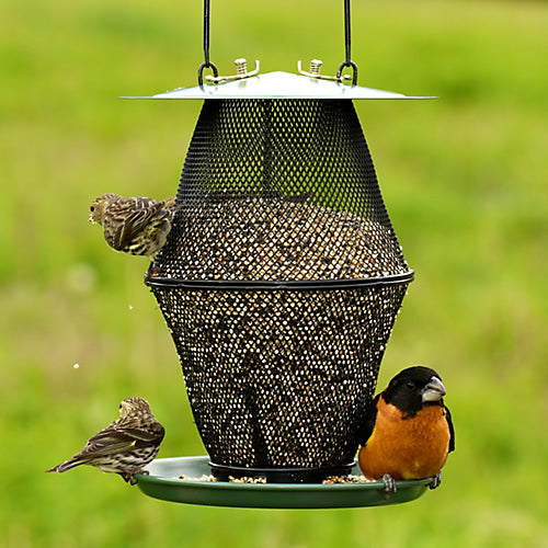 Mixed Seed Lantern No No Feeder featuring an all-metal mesh design, with a bird perched on it, includes a seed catch tray and wraparound perch for easy feeding.