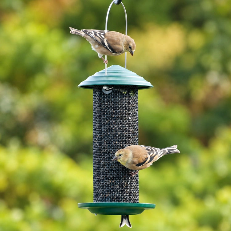 Goldfinches perched on the hanger and clinging to a green wire mesh bird feeder against softly blurred backyard foliage.