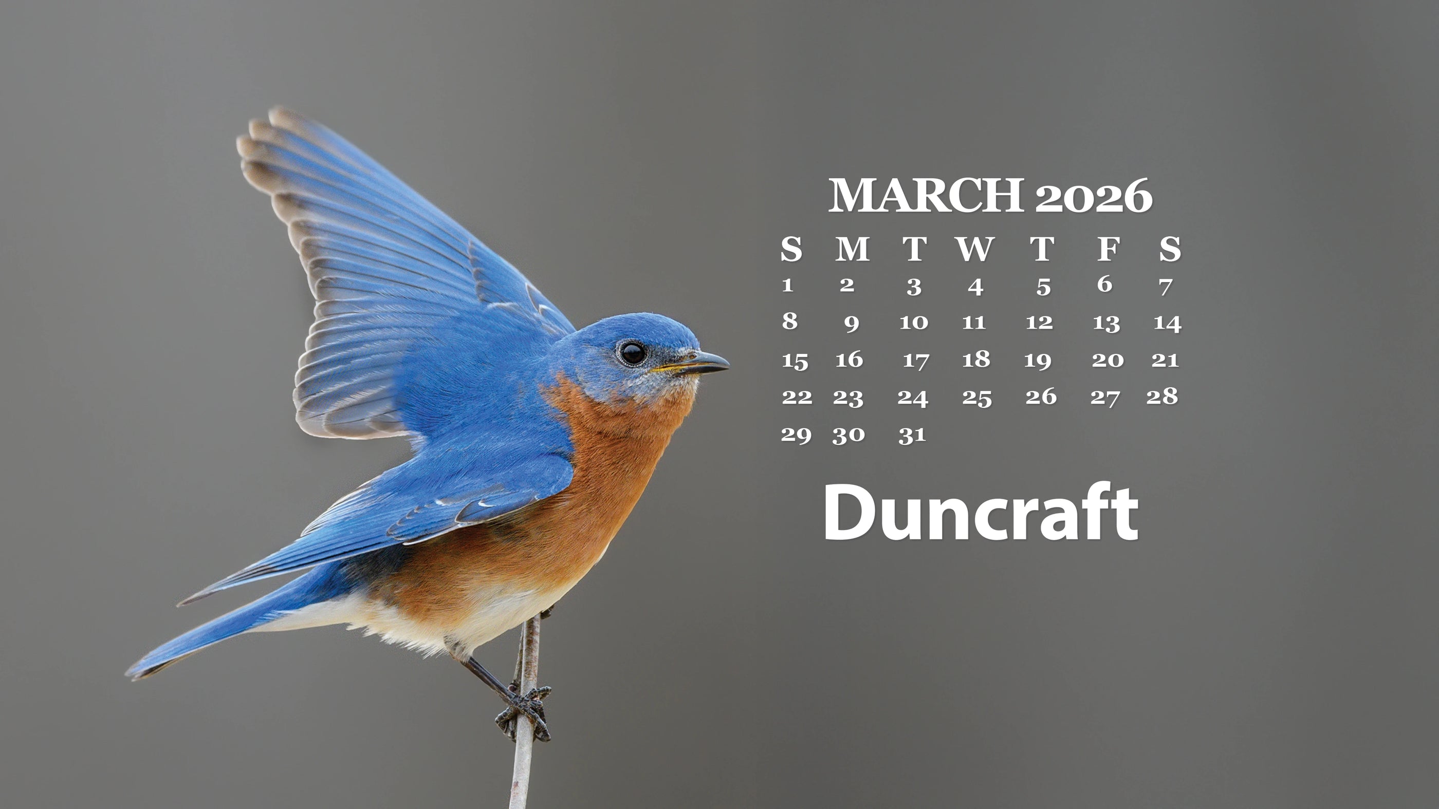 Calendar for March 2026 featuring a bluebird on a grey background.