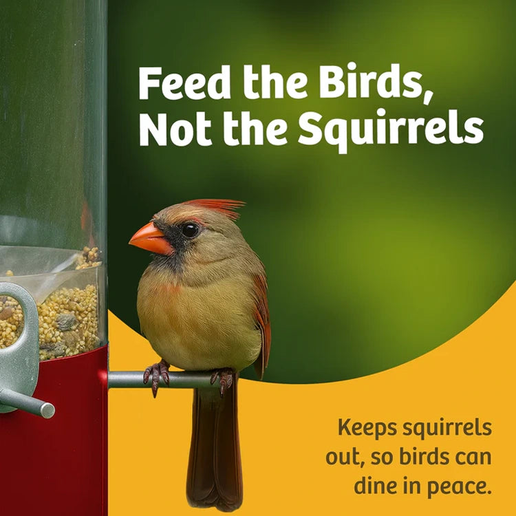 Cardinal bird perched on a bird feeder with text 'Feed the Birds, Not the Squirrels' and additional text below.