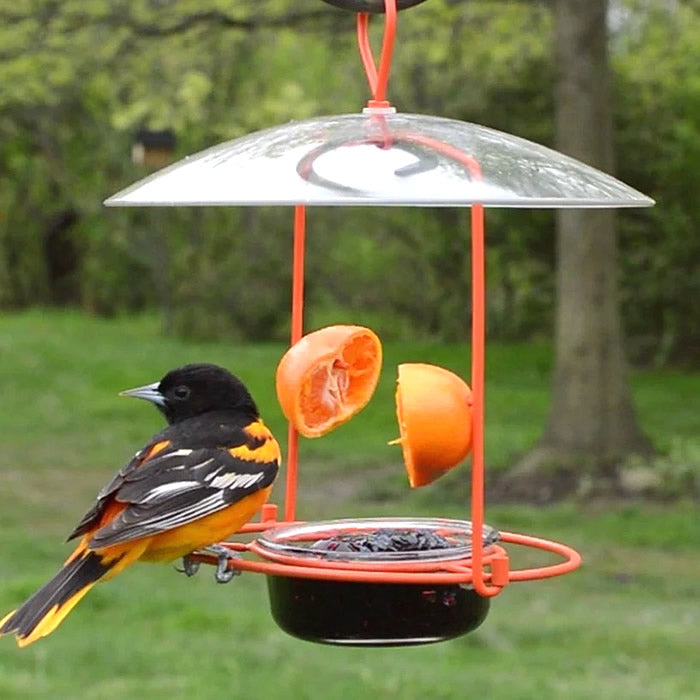 Wire Oriole Feeder with orange halves and grape jelly, featuring a clear plastic weather guard and ample perching space for multiple birds.