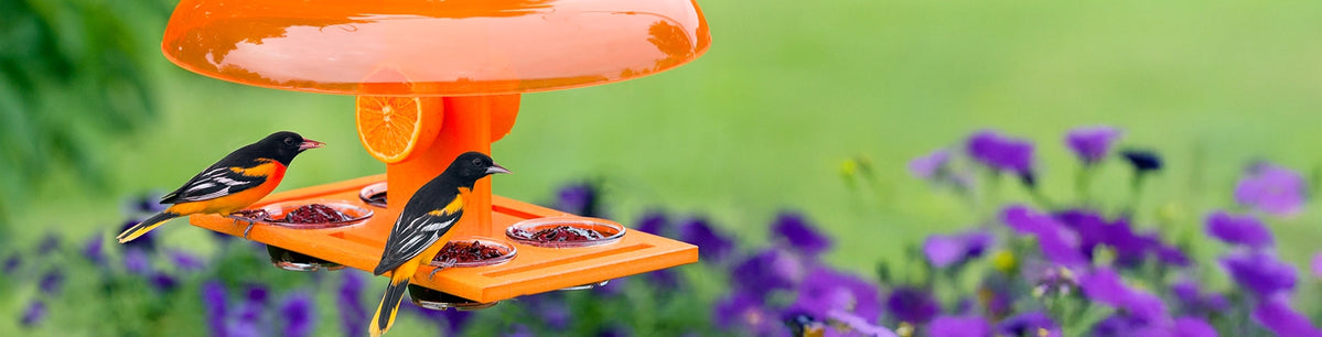 Oriole Feeder with grape jelly and Orioles feeding from the tray.