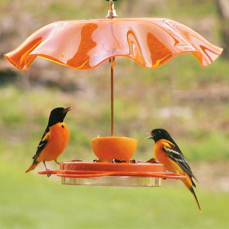 Oriole Fest & Orange Swirl Guard feeder with two birds, featuring spacious perches, four feeding ports, and a spike for orange halves.