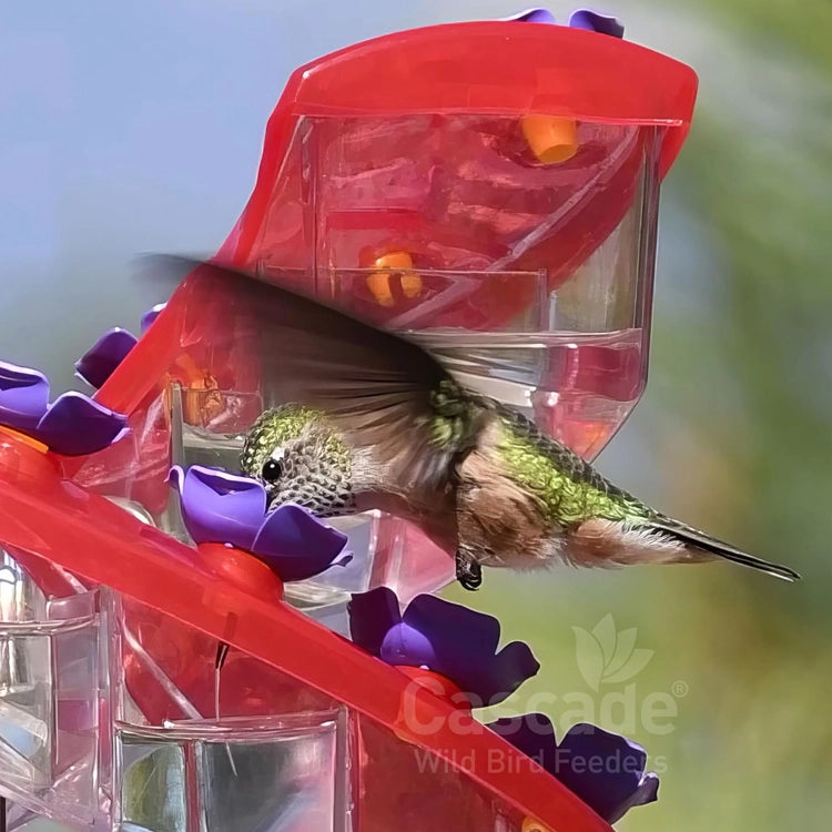Hummingbird feeding from a red and purple bird feeder with a blurred green background