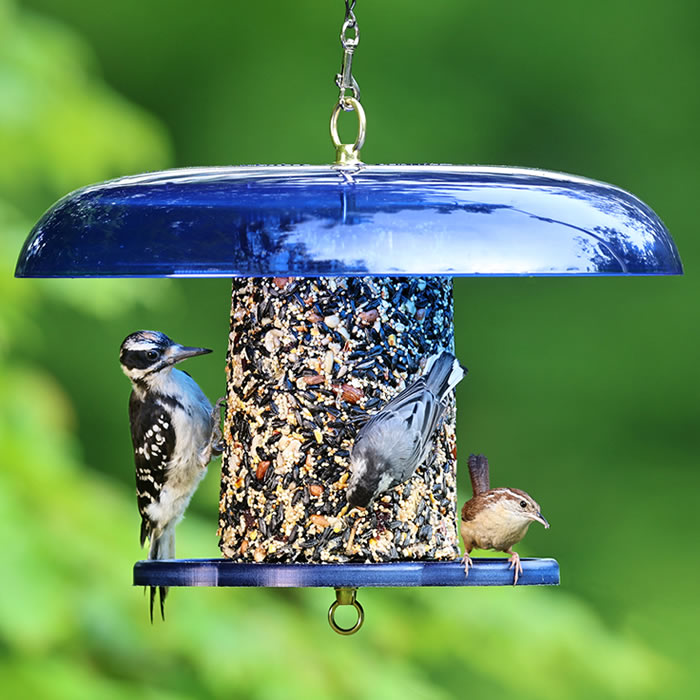 Duncraft Blue Baffled Seed Cylinder Feeder with birds perched, showcasing its dual perches and blue base, designed for easy top filling and squirrel protection.