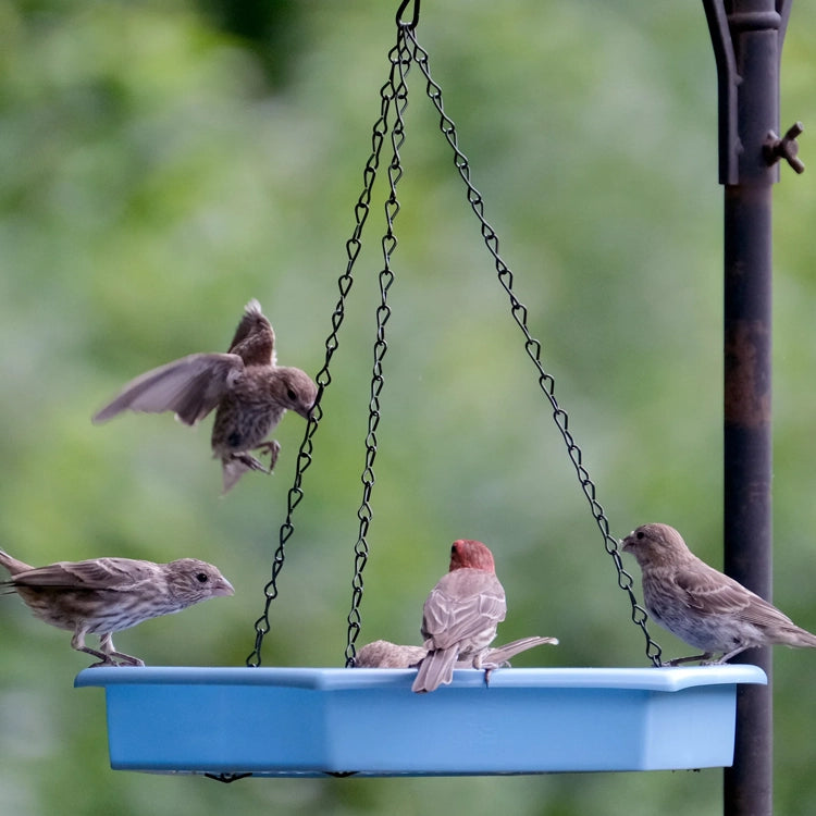 Nature's Way Combo Café 2-in-1 Recycled Plastic Bird Feeder and Bird Bath