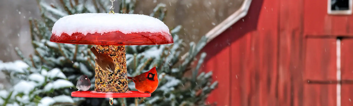 Red bird feeder with snow on top, filled with a birdseed cylinder, with a cardinal and other birds nearby.