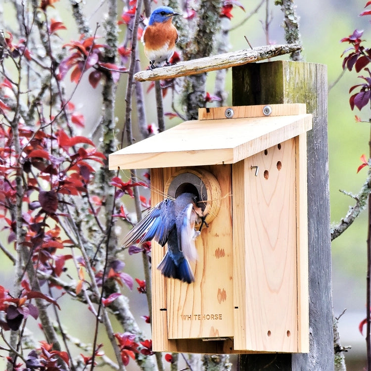 Premium Cedar Bird House
