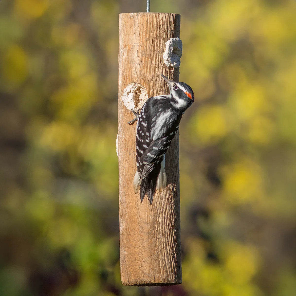Attractor Woodpecker Filled Suet Plug Feeder with a Downy Woodpecker clinging, feeding on premium suet plugs in a handmade log, ideal for attracting more birds.