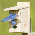 Duncraft Eastern Bluebird House mounted on a post with a bluebird at the entrance, featuring a predator-proof extension and easy cleanout front panel.