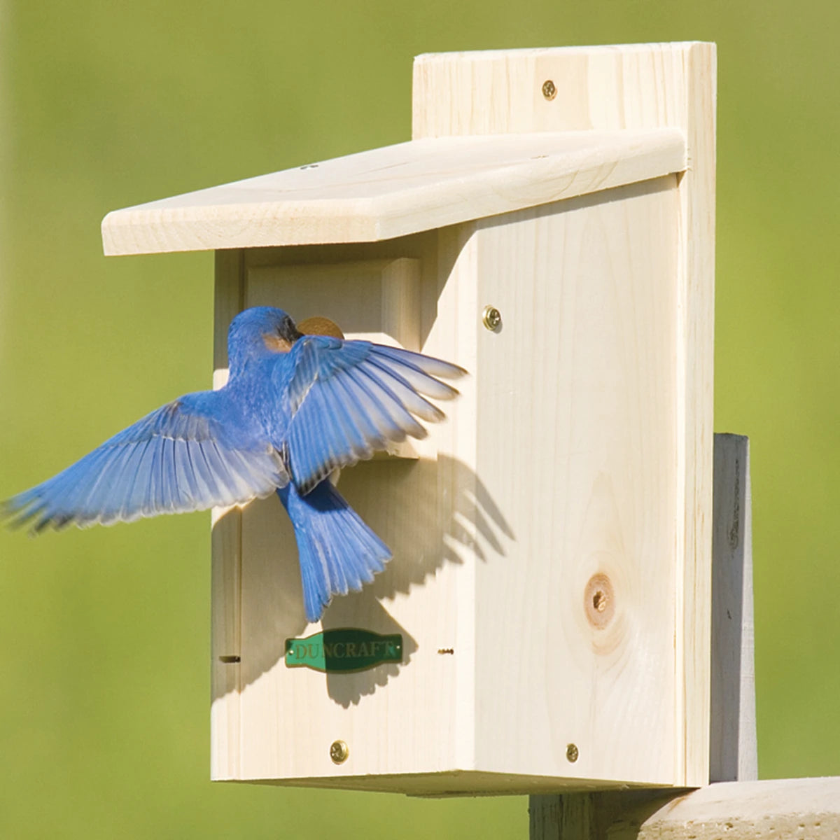 Duncraft Eastern Bluebird House mounted on a post with a bluebird at the entrance, featuring a predator-proof extension and easy cleanout front panel.