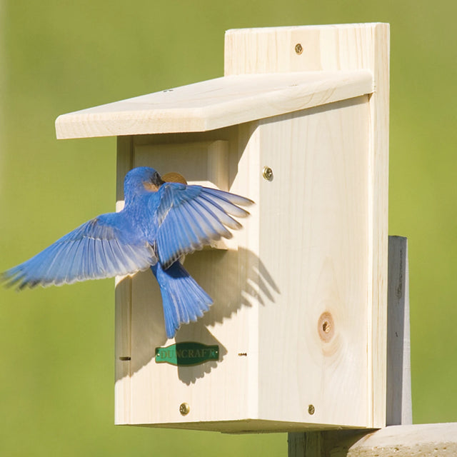 Duncraft Eastern Bluebird House mounted on a post with a bluebird at the entrance, featuring a predator-proof extension and easy cleanout front panel.