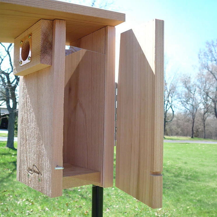Open cedar bluebird nest box showing hinged side door for cleaning and monitoring.