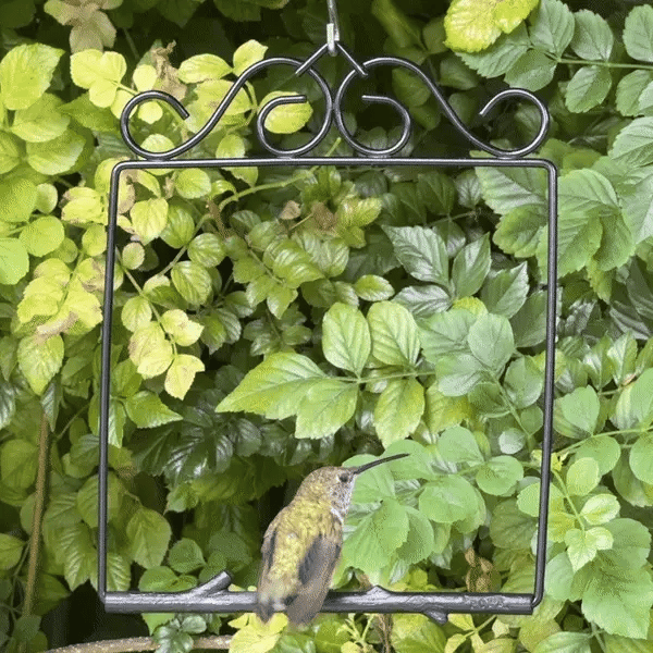 Pop's Birding Original Swing, Onyx