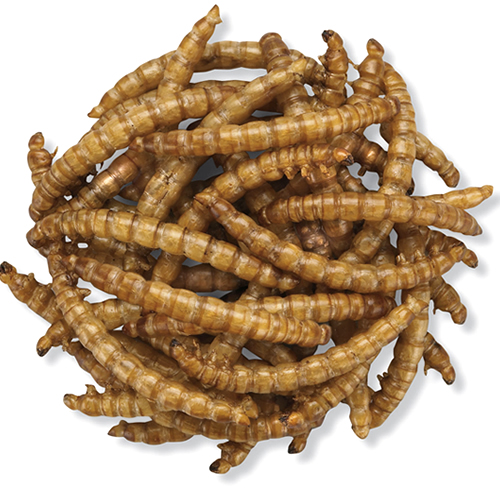 Duncraft Roasted Mealworms, 2800