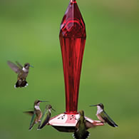 Ruby Red Hummingbird Feeder