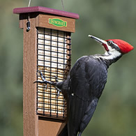 Duncraft Eco-Strong Tail Prop Suet Feeder