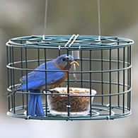 Duncraft Mini Bluebird Cage Feeder
