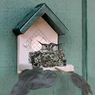 Duncraft Hummingbird Nester
