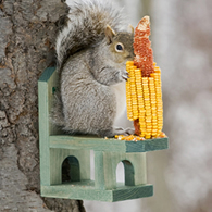 Squirrel Corn Table
