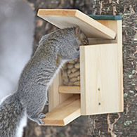 Jack in the Box Squirrel Feeder