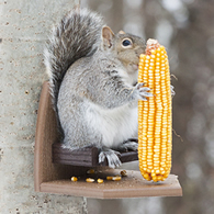 Squirrel Corn Recliner