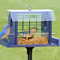 Duncraft Bird-Safe® Bluebird Haven Feeder with Pole