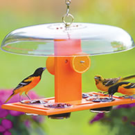 Duncraft Deluxe Oriole Jelly Feeder